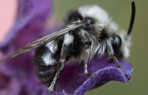 Réf. 256 942 : Melecta sp.
